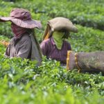 kerala tea online